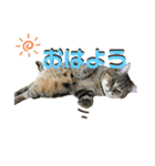 ♡にゃんず5♡（個別スタンプ：6）