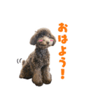 うちの三男坊 チョコ（個別スタンプ：1）