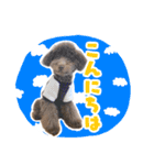 うちの三男坊 チョコ（個別スタンプ：2）
