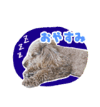 うちの三男坊 チョコ（個別スタンプ：3）