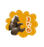 うちの三男坊 チョコ（個別スタンプ：4）