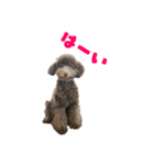 うちの三男坊 チョコ（個別スタンプ：6）