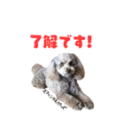 うちの三男坊 チョコ（個別スタンプ：7）