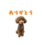 うちの三男坊 チョコ（個別スタンプ：13）