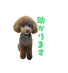 うちの三男坊 チョコ（個別スタンプ：14）