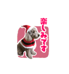うちの三男坊 チョコ（個別スタンプ：15）