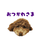 うちの三男坊 チョコ（個別スタンプ：17）