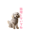 うちの三男坊 チョコ（個別スタンプ：18）