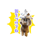 うちの三男坊 チョコ（個別スタンプ：19）