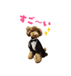 うちの三男坊 チョコ（個別スタンプ：22）