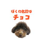 うちの三男坊 チョコ（個別スタンプ：24）