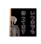 いぬの日常 ワイマラナー②（個別スタンプ：12）