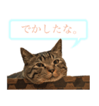 ただのねこのスタンプ。1（個別スタンプ：1）