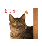 ただのねこのスタンプ。1（個別スタンプ：2）