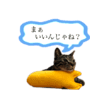 ただのねこのスタンプ。1（個別スタンプ：3）