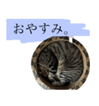 ただのねこのスタンプ。1（個別スタンプ：5）