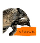 ただのねこのスタンプ。1（個別スタンプ：6）