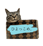 ただのねこのスタンプ。1（個別スタンプ：7）