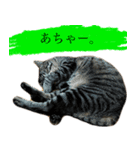 ただのねこのスタンプ。1（個別スタンプ：8）