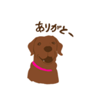 チョコラブKoaちゃんのLINEスタンプ（個別スタンプ：1）
