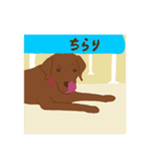 チョコラブKoaちゃんのLINEスタンプ（個別スタンプ：20）