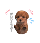 トイプードル バニラちゃん（個別スタンプ：1）