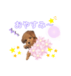 トイプードル バニラちゃん（個別スタンプ：4）