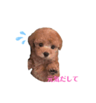 トイプードル バニラちゃん（個別スタンプ：7）