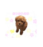 トイプードル バニラちゃん（個別スタンプ：8）