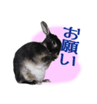 うさぎなりに挨拶（個別スタンプ：7）