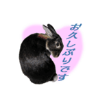 うさぎなりに挨拶（個別スタンプ：8）