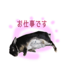 うさぎなりに挨拶（個別スタンプ：9）