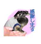うさぎなりに挨拶（個別スタンプ：10）