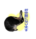 うさぎなりに挨拶（個別スタンプ：11）