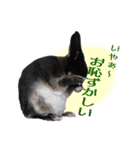 うさぎなりに挨拶（個別スタンプ：12）