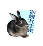 うさぎなりに挨拶（個別スタンプ：13）