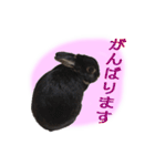 うさぎなりに挨拶（個別スタンプ：15）