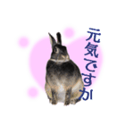 うさぎなりに挨拶（個別スタンプ：16）