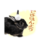 うさぎなりに挨拶（個別スタンプ：17）