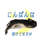 うさぎなりに挨拶（個別スタンプ：20）