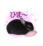 うさぎなりに挨拶（個別スタンプ：21）