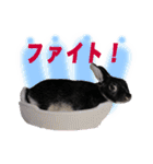 うさぎなりに挨拶（個別スタンプ：22）