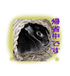 うさぎなりに挨拶（個別スタンプ：23）