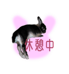 うさぎなりに挨拶（個別スタンプ：24）