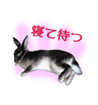 うさぎなりに挨拶（個別スタンプ：25）