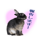 うさぎなりに挨拶（個別スタンプ：29）