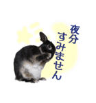 うさぎなりに挨拶（個別スタンプ：31）