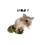 キムチです。2個目（個別スタンプ：3）