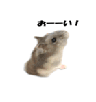 キムチです。2個目（個別スタンプ：6）