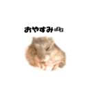 キムチです。2個目（個別スタンプ：8）